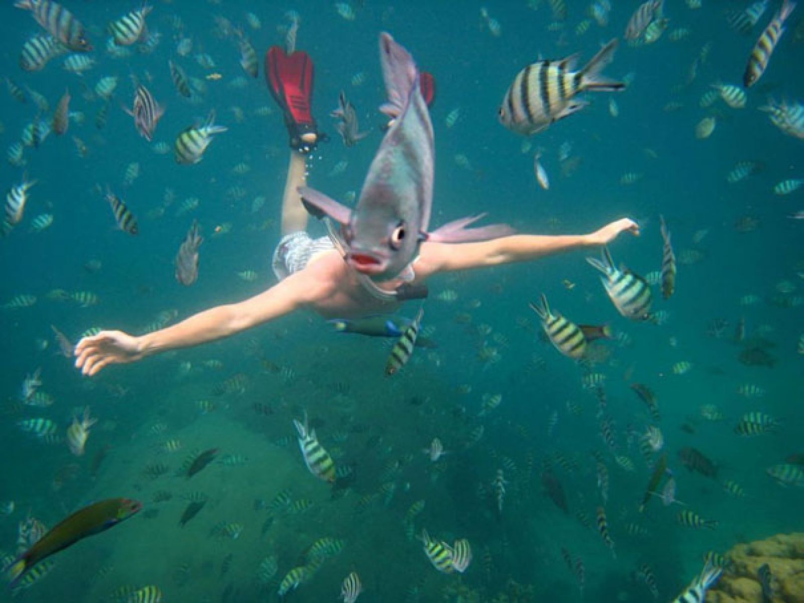 I thought Merman have a body of a fish... I was clearly wrong!