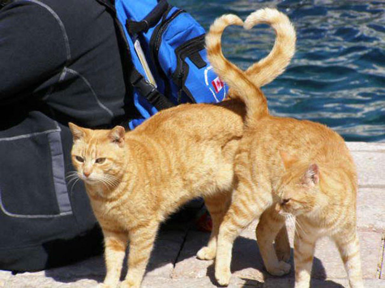 A tail of catty love!