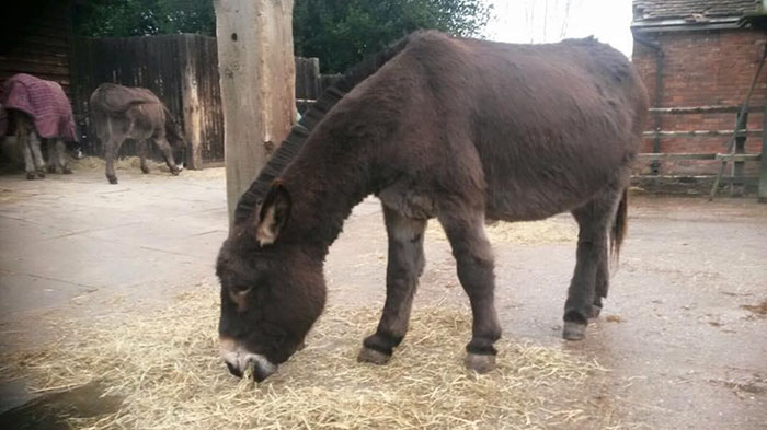 Meet a girl named Amber and her therapy donkey Shocks, who both had a rough start in life…