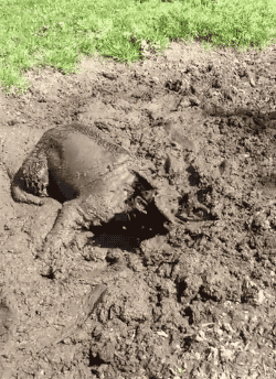 13. Dog Finds A Mud Pit, Celebrates Accordingly