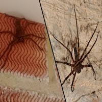 Man's Horror After Finding Huge Australian Spider In England