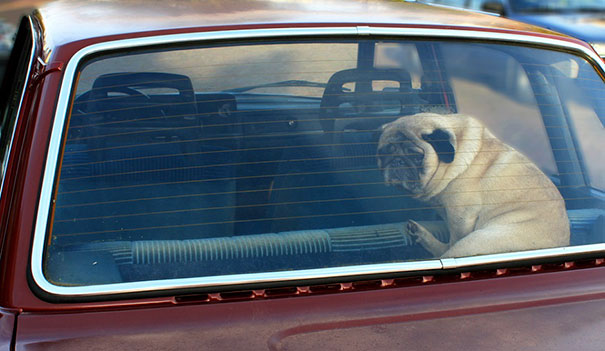 Beating heat is extra tough for canines and parked cars can become a ‘deathtrap for dogs’