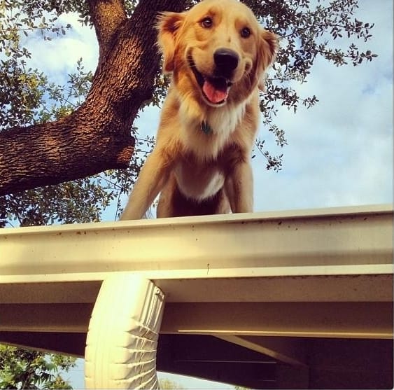 This is Huckleberry. He lives in Austin, Texas. He likes to perch on his roof.