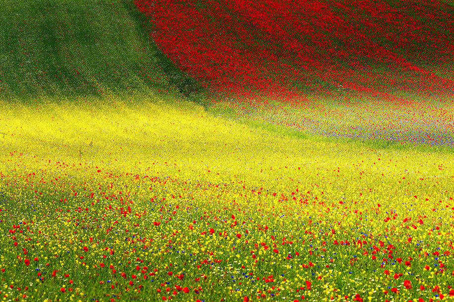 12. Francesco Russo of Italy submitted this flowering photo for the Open Competition, Nature category.