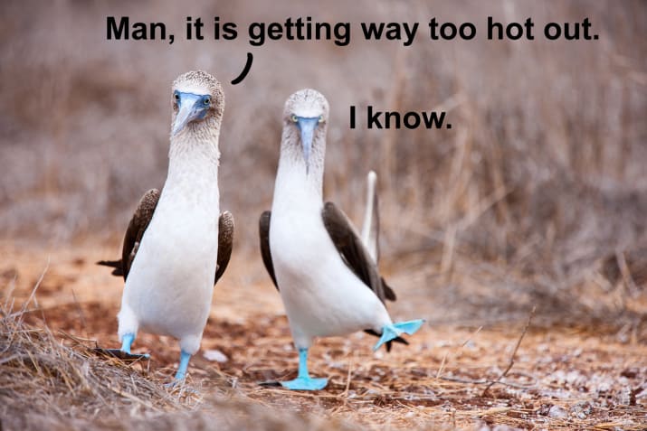 1. Summer is just too hot for some boobies.