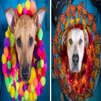 This Girl Turned Doggie Cones Of Shame Into Works Of Art And It's The Cutest Thing You'll See All Day