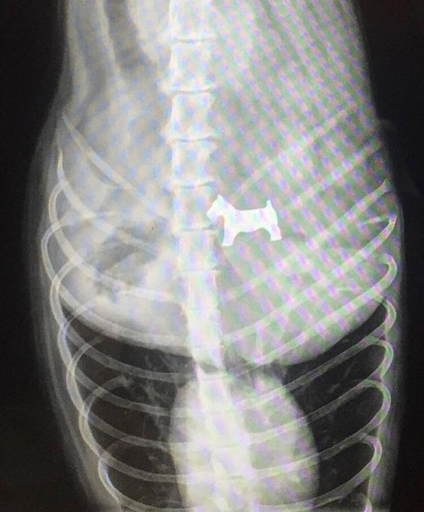 #6 Dog Came To The Vet Today For Swallowing A Monopoly Piece