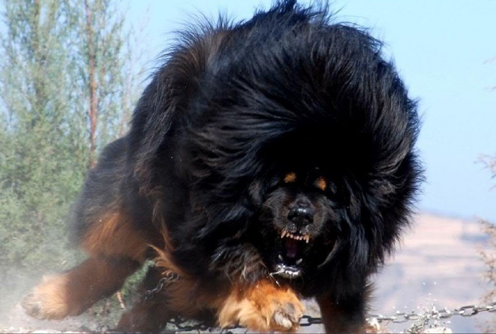 One of the most unusual breeds of dogs the Tibetan Mastiff