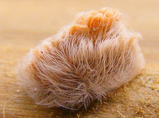 The puss moth caterpillar is found between North Carolina and Florida and it lives in trees and garden plants. 