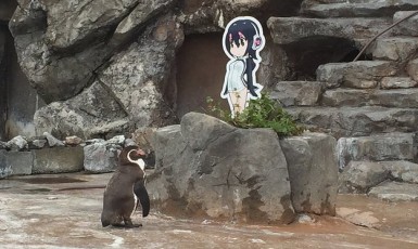 This Story About A Penguin Falling In Love With An Anime Cutout Is An Oscar-Worthy Love Story