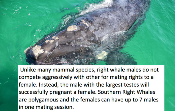 12. Get it, female southern right whales!