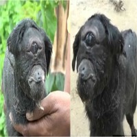 A Goat Born With A Single Eye (CYCLOPS) Is A Miracle & Has Become A Sensation!