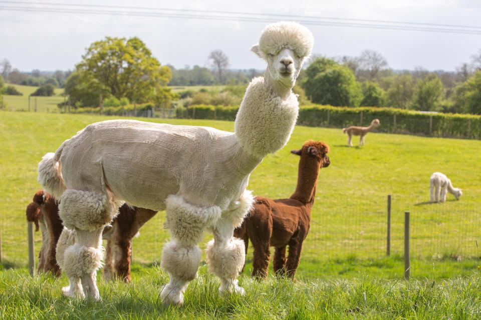 Dissatisfied with a run-of-the-mill barnet for her boys, Helen sketched out some unusual designs before turning her ideas into a reality using clippers, explaining, “What was important is the alpaca enjoyed the experience” of being pampered.