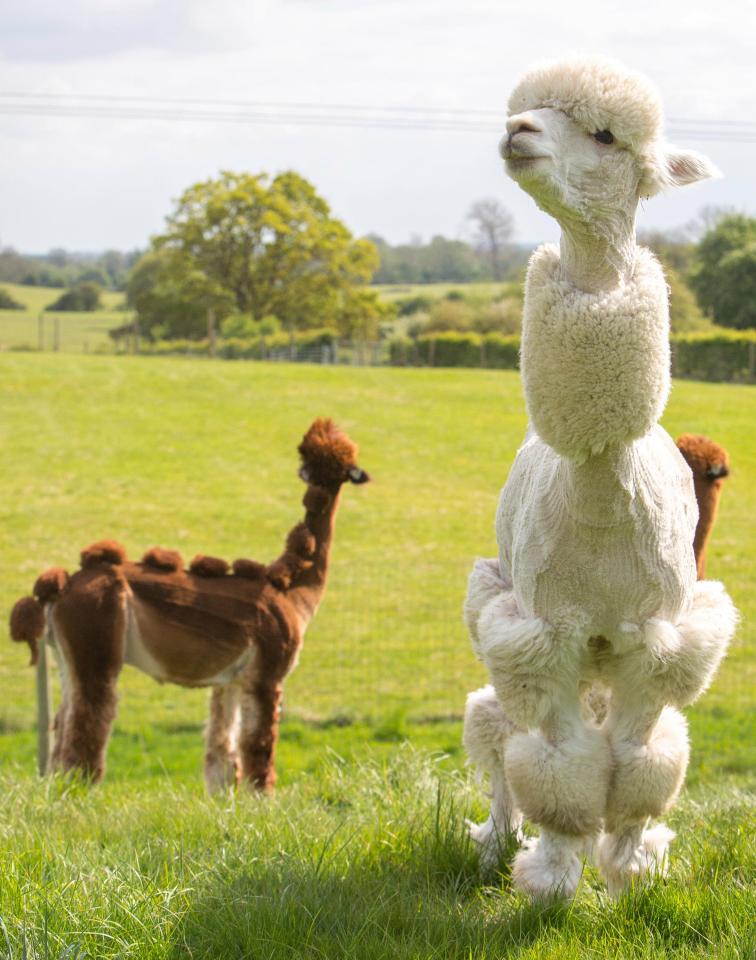 Helen actually lost money from her alpaca’s new lid, telling SWNS: