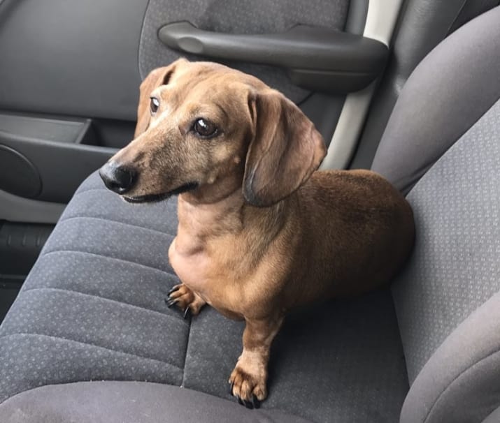 And this is her 7-year-old rescue dachshund, Sasha.